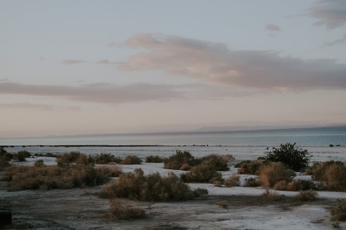 How the toxic Salton Sea is a perfect reflection of how GMO's impact our gut health.