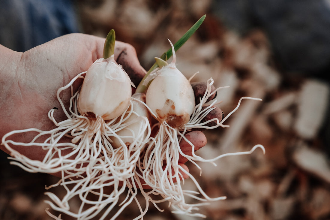 Our Living Homeschool with Garlic